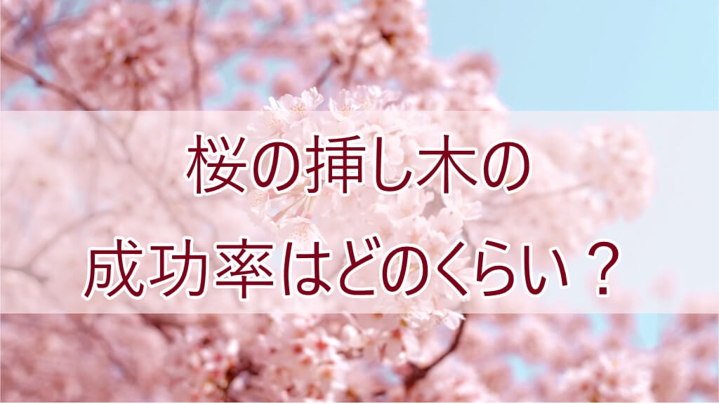 桜の挿し木の成功率はどのくらい？